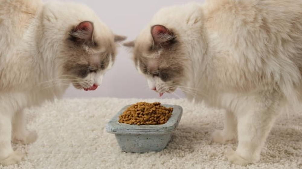 أفضل نظام غذائي للقطط البالغة – ماذا يجب أن تأكل قطتك يوميًا؟