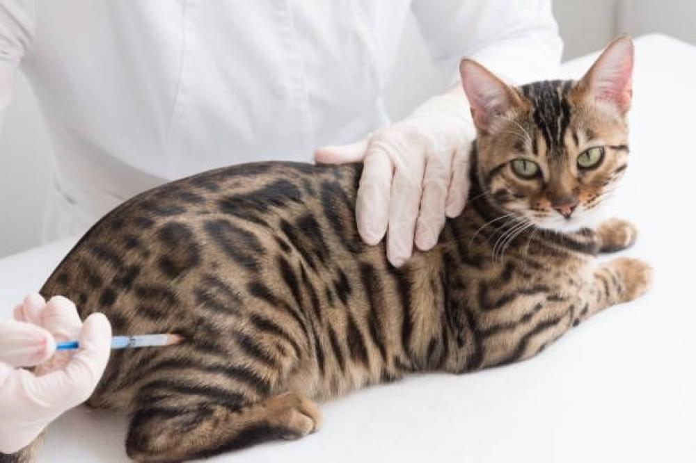 تطعيمات القطط دليلك من د.كلمب