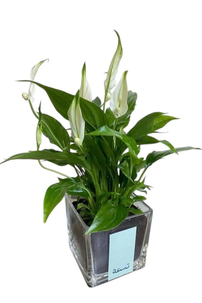 زنبق السلام