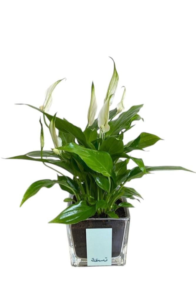 زنبق السلام