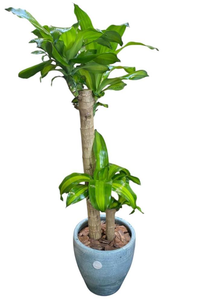 دارسينا