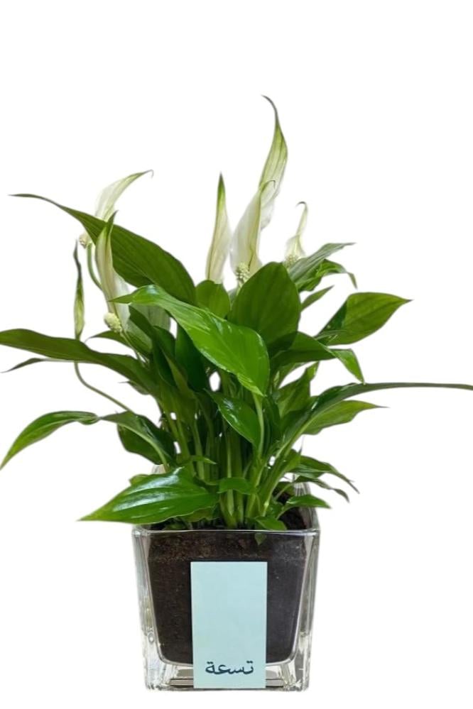 زنبق السلام