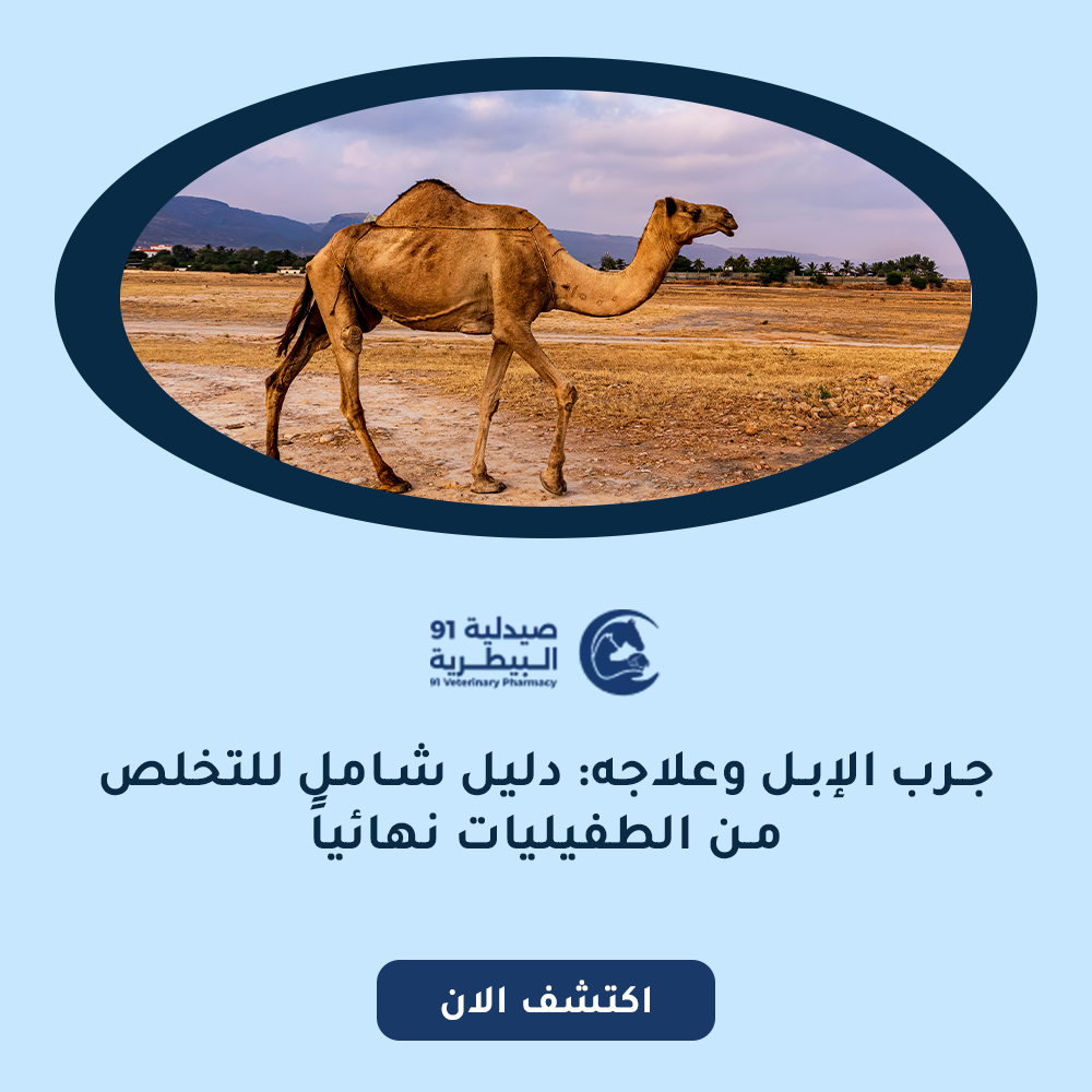 جرب الإبل وعلاجه: دليل شامل للتخلص من الطفيليات نهائياً