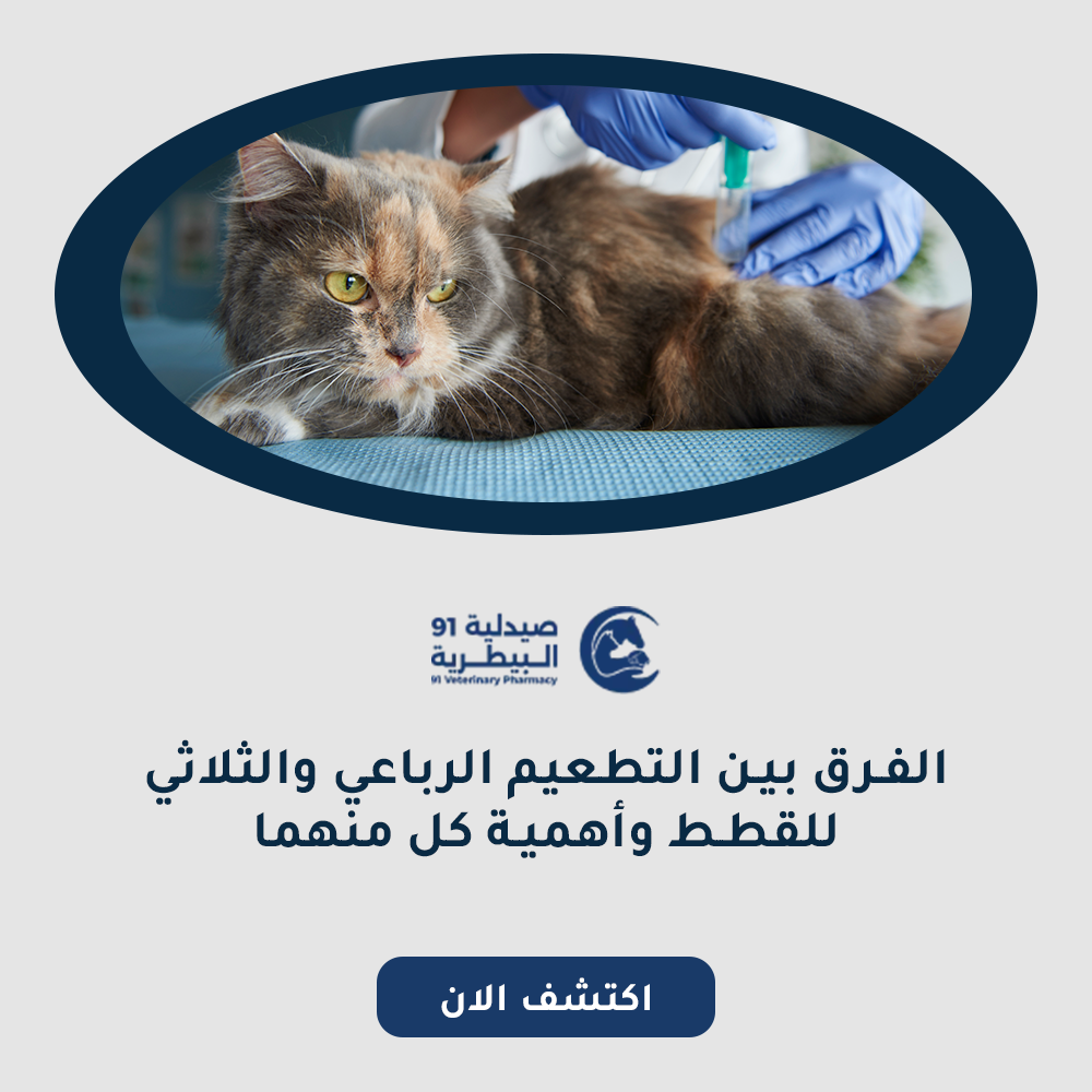 الفرق بين التطعيم الرباعي والثلاثي للقطط وأهمية كل منهما