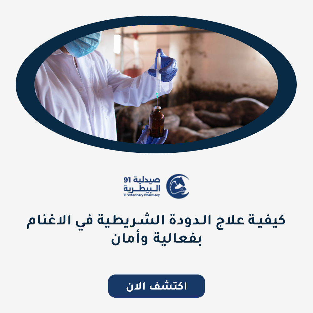 كيفية علاج الدودة الشريطية في الاغنام بفعالية وأمان