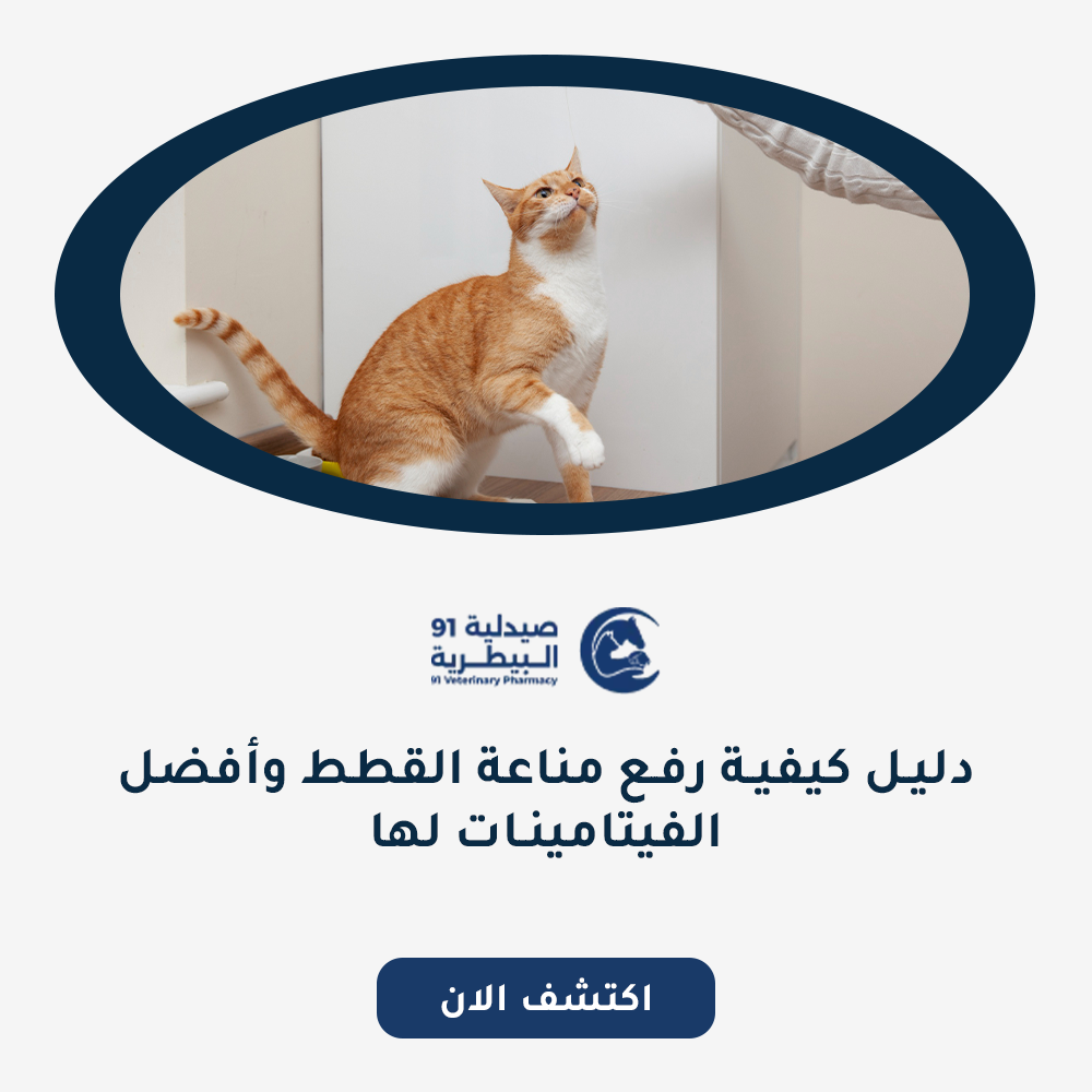 دليل كيفية رفع مناعة القطط وأفضل الفيتامينات لها