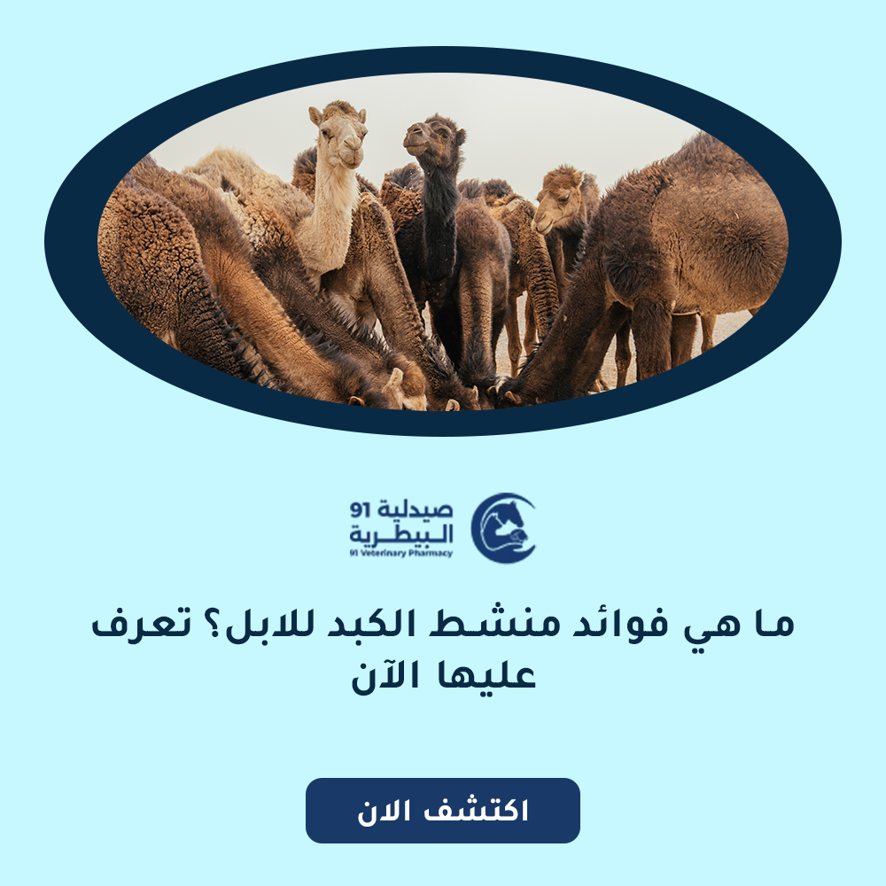 ما هي فوائد منشط الكبد للابل؟ تعرف عليها الآن