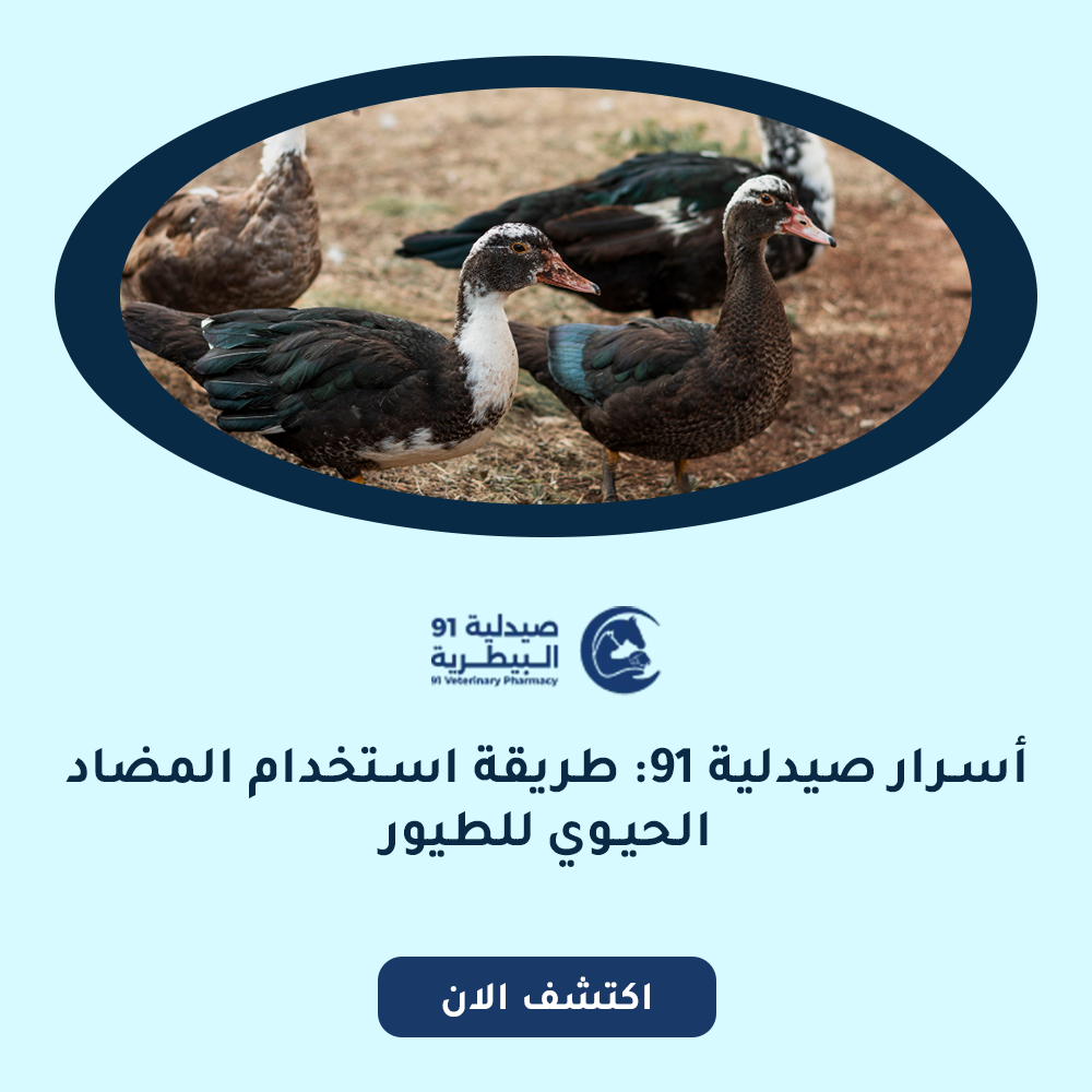 أسرار صيدلية 91: طريقة استخدام المضاد الحيوي للطيور