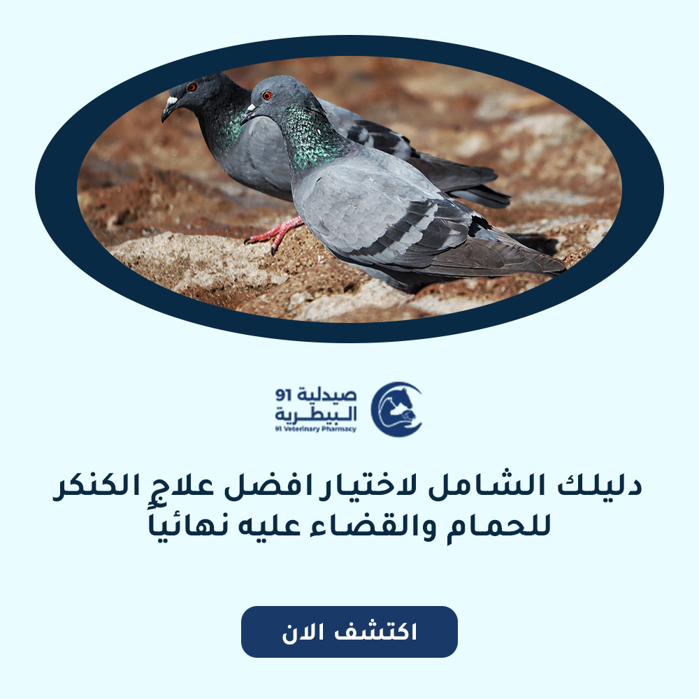 دليلك الشامل لاختيار افضل علاج الكنكر للحمام والقضاء عليه نهائياً