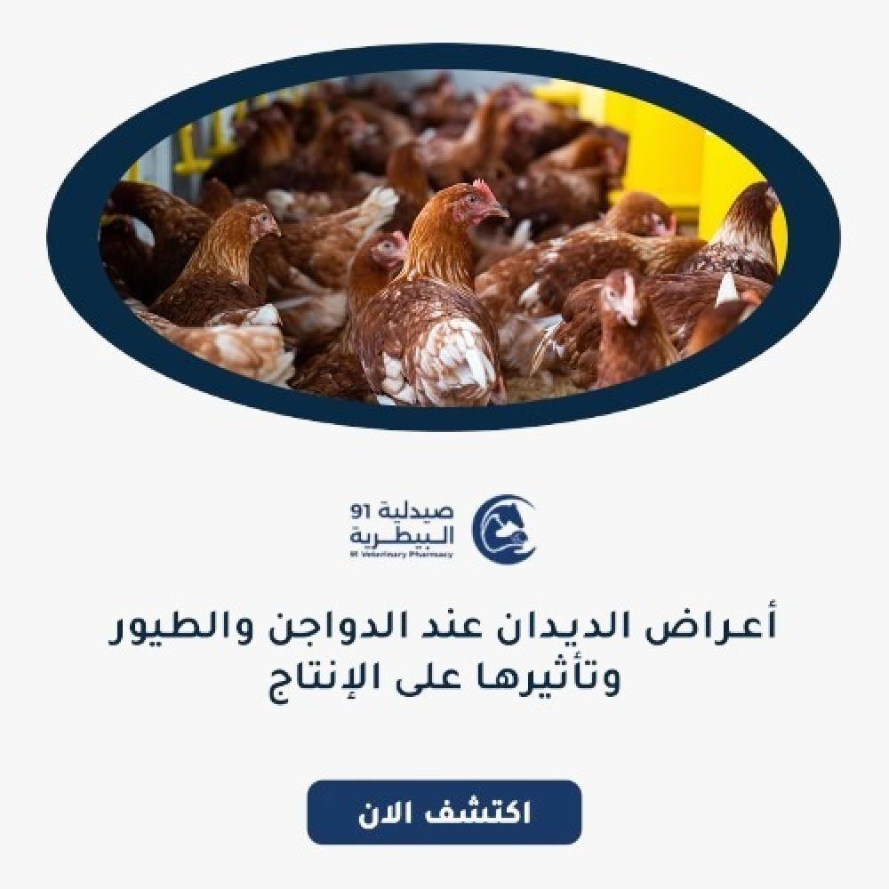 أعراض الديدان عند الدواجن والطيور وتأثيرها على الإنتاج
