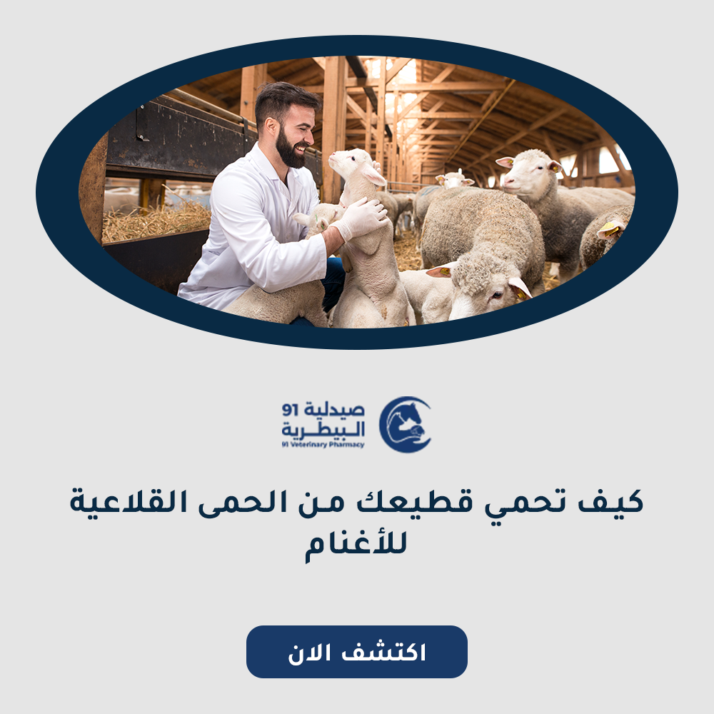 كيف تحمي قطيعك من الحمى القلاعية للأغنام