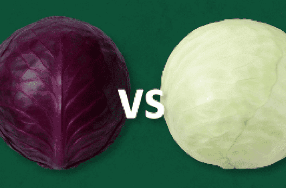 الفرق بين مخمر الملفوف الأحمر والأبيض