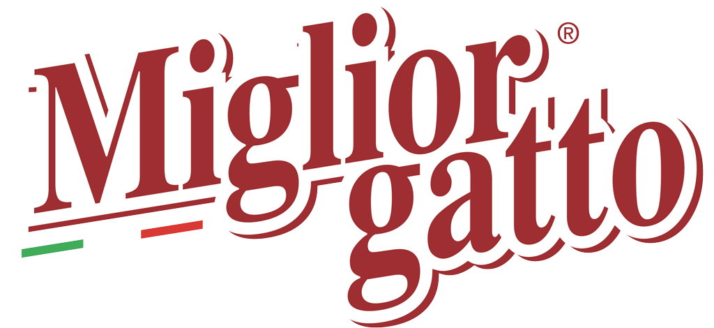 miglior gatto