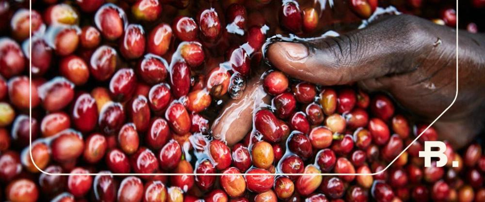 القهوة اللاهوائية: لماذا سعرها أعلى؟
