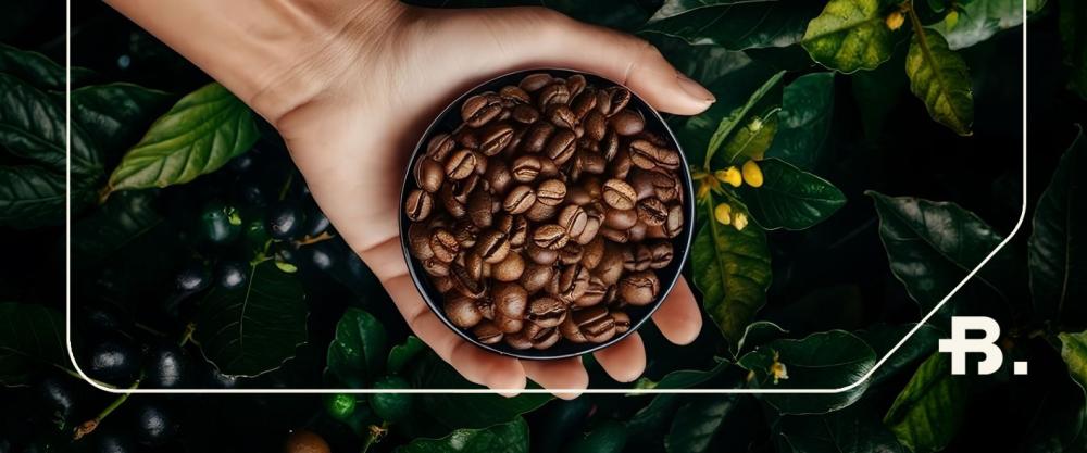 رحلة حبة القهوة من المزرعة إلى كوبك