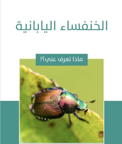 كتب قصص اطفال الخنفساء اليابانية