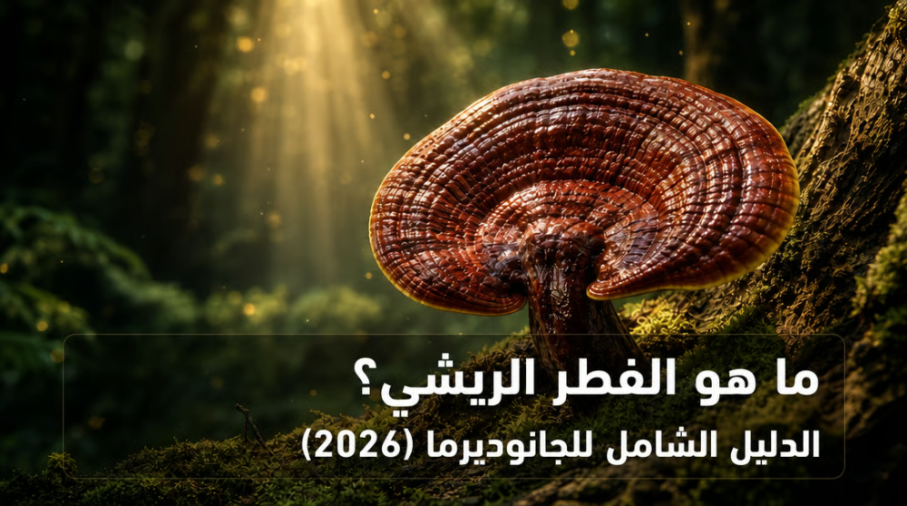 الفطر الريشي