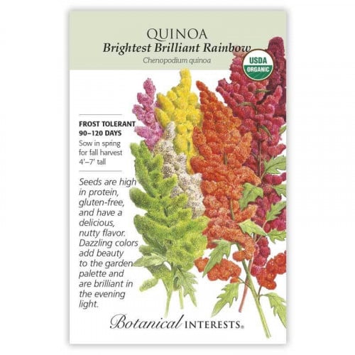 بذور كينوا قوس قزح - Brightest Brilliant Rainbow Quinoa Seeds