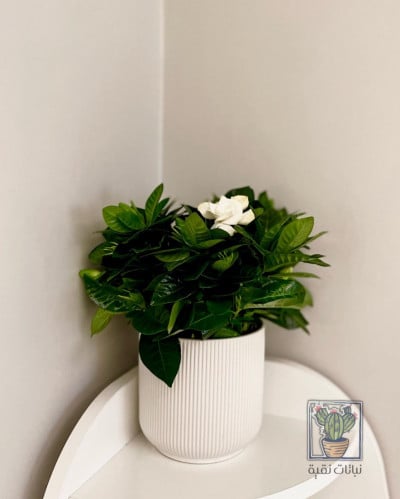 نبتة الجاردينيا صغير