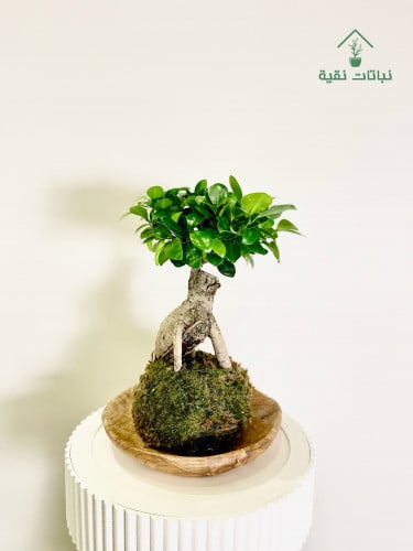 نبتة بونساي من الطبيعية