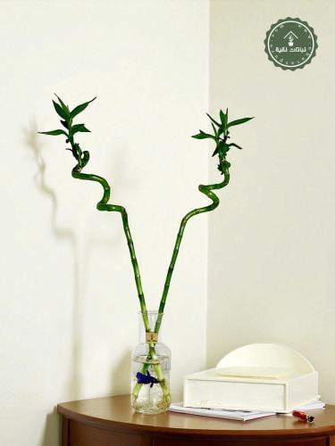 سمكة الفايتر مع ساق البامبو