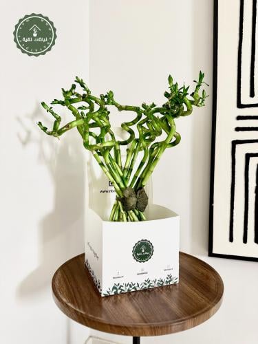 توزيعات ساق البامبو