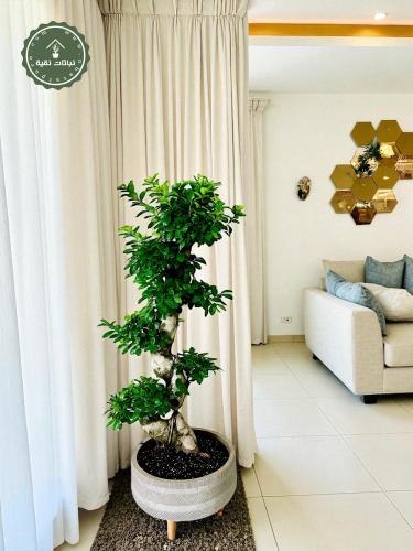 نبتة بونساي مايكروكاربا بقاعدة