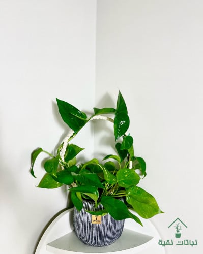 نبتة بوتس القوس