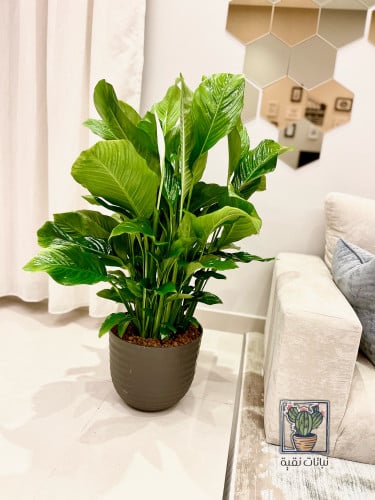 نبتة الاشرعة البيضاء