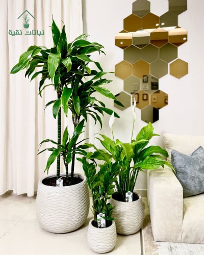 بكج نباتات عروض نباتات داخلية