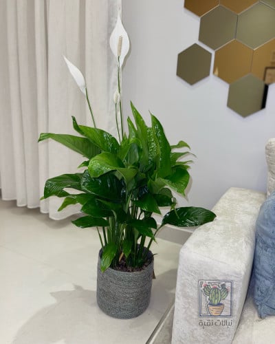 نبتة الاشرعة البيضاء حجم كبير