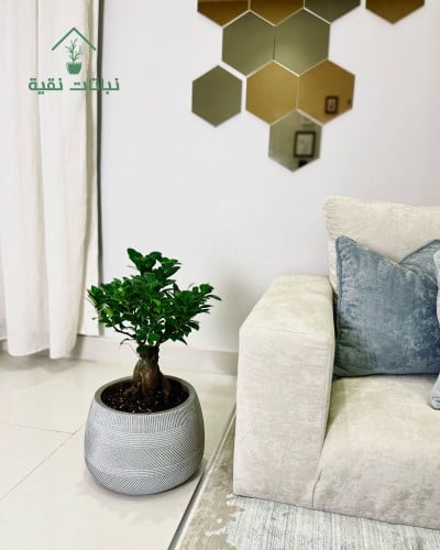 نبتة البونساي حجم صغير