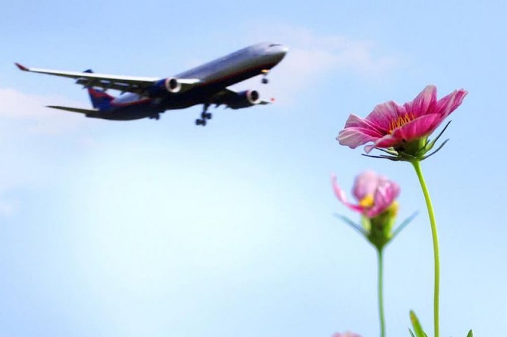 العناية بالنباتات خلال فترة السفر