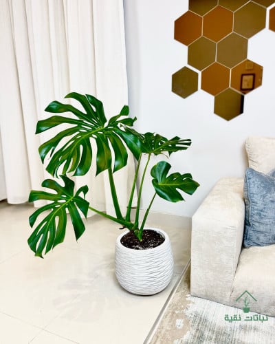 نبتة القفص الصدري مونستيرا