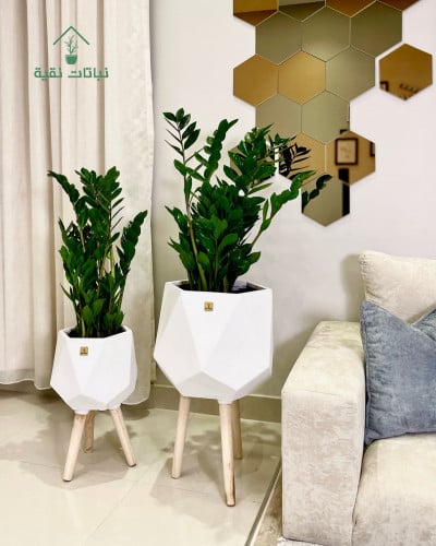 نبات الزاميا