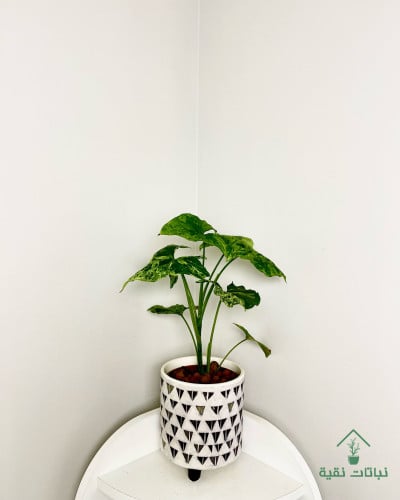 نبتة سنجونيوم البو