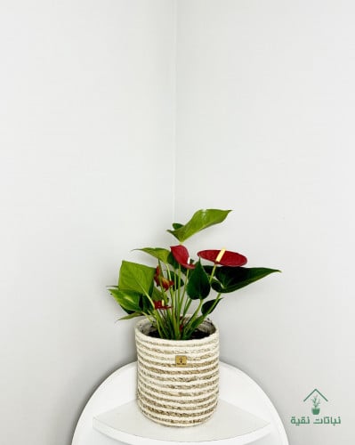 نبتة انتوريوم حمراء