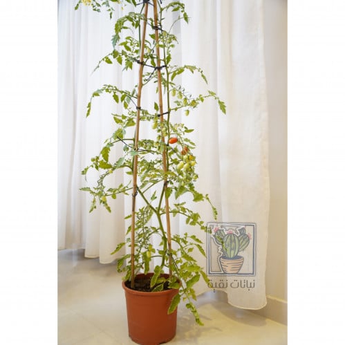 نبات الطماطم