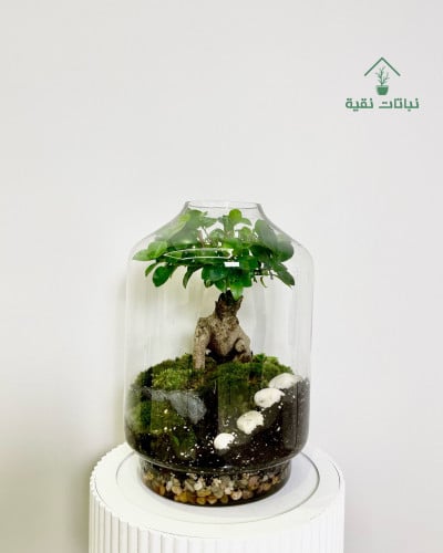 غابة البونساي الزجاجية