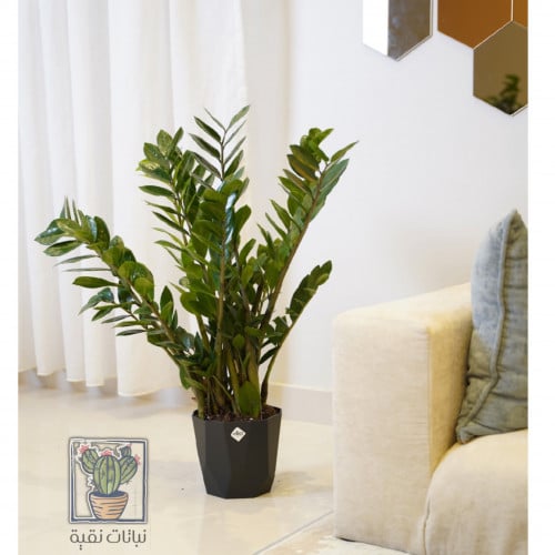 نبتة الزاميا