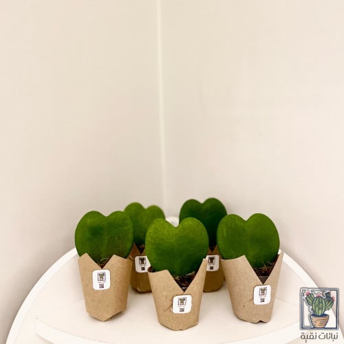 توزيعات صبار الهويا القلب