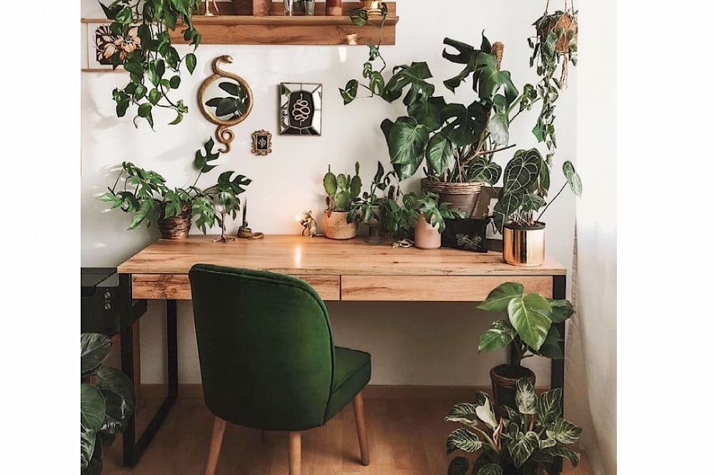 فوائد النباتات الداخلية في المنزل