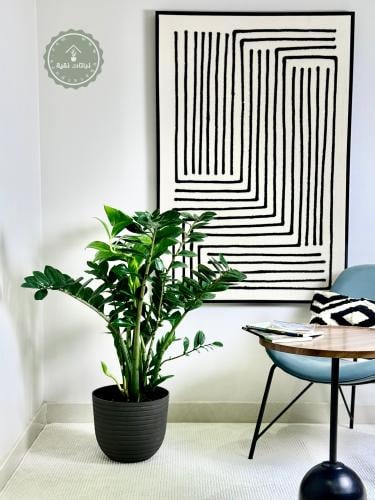 نبتة الزاميا كبيرة