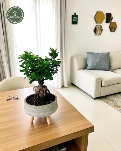 نبتة بونساي فيكس جينسينغ بقاعدة