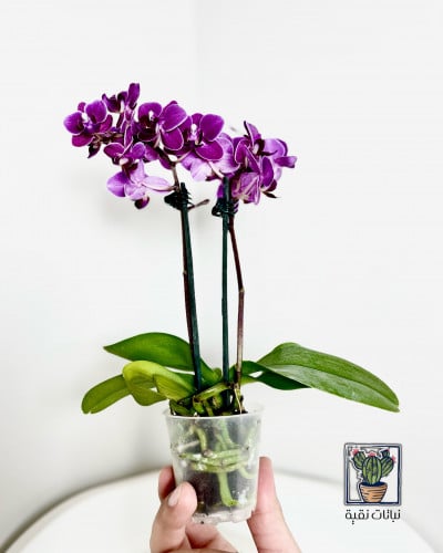 نبتة اوركيد فوشي صغير