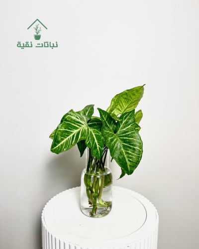 نبتة سنجونيوم الخضراء