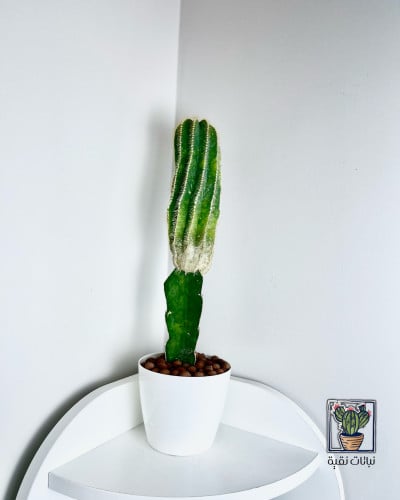 الصبار الصيني