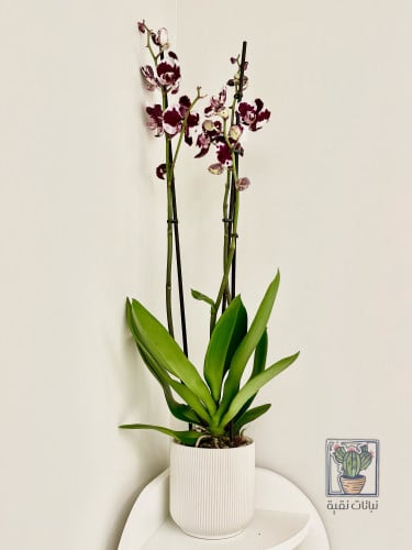 نبتة اوركيد فوشي و ابيض