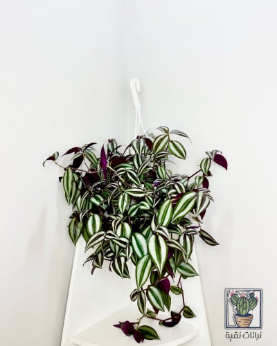 نبتة زبرينا ترادسكانتيا او المكحلة