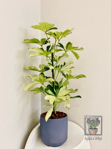 نبتة الشفليرا بيضاء